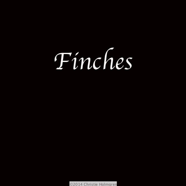 Finches