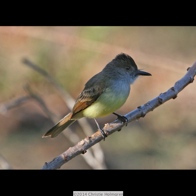 Dusky<br/>Capped<br/>Flycatcher