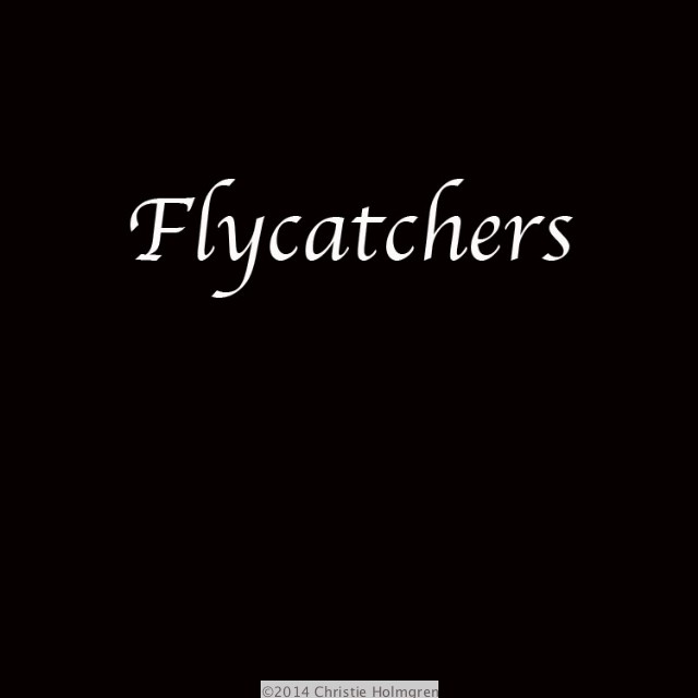 Flycatchers