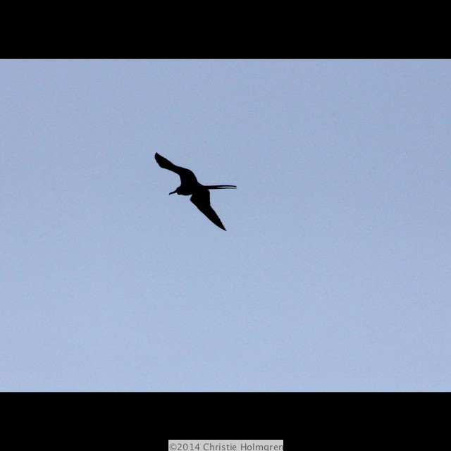 Frigate<br/>Bird