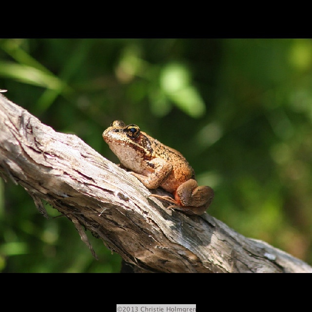 Frog