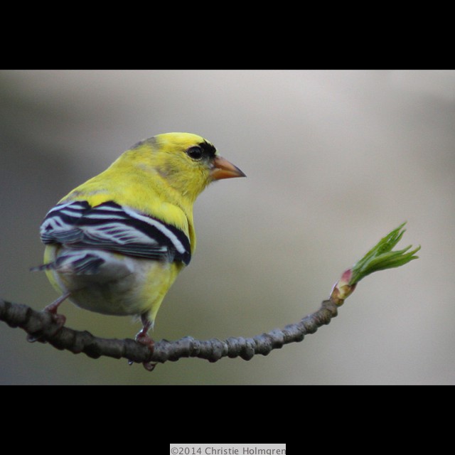 Gold<br/>Finch 1
