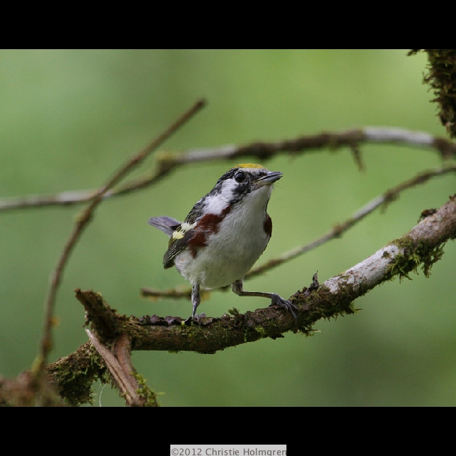Golden<br/>Winged<br/>Warbler 1