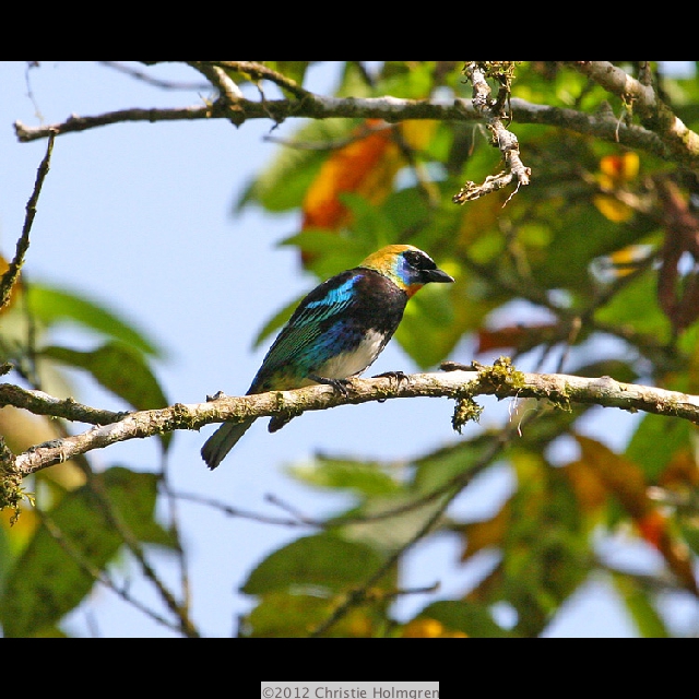 Golden<br/>Hooded<br/>Tanager