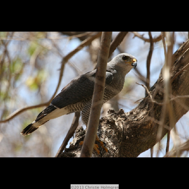 Gray<br/>Hawk