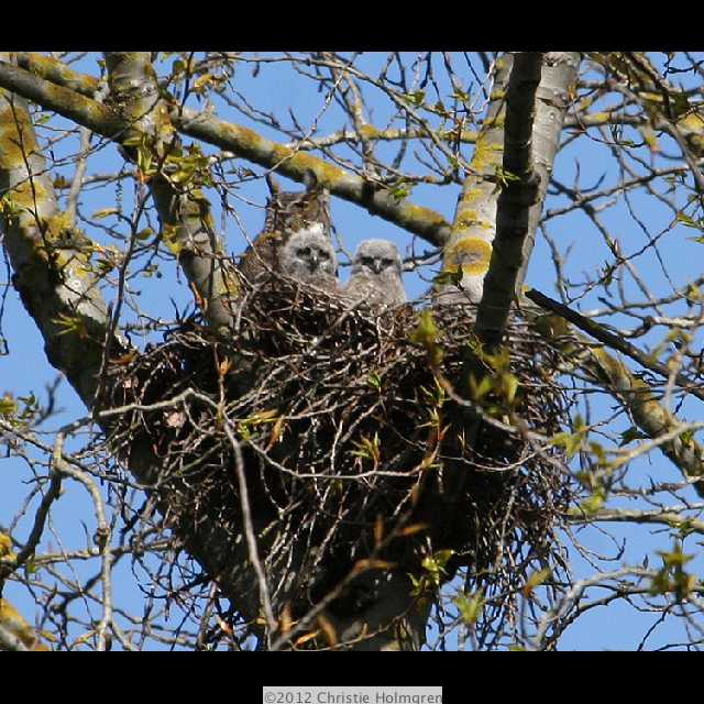 Great<br/>Horned<br/>Owlets