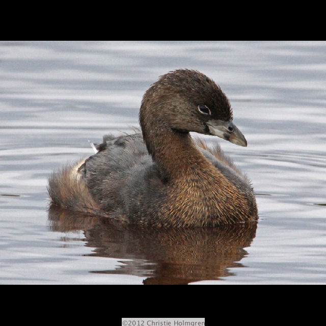 Pie-billed<br/>Grebe 3