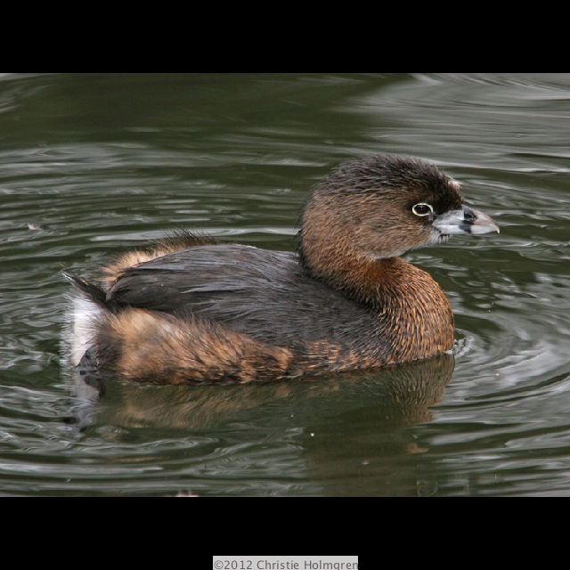 Pie-billed<br/>Grebe 4