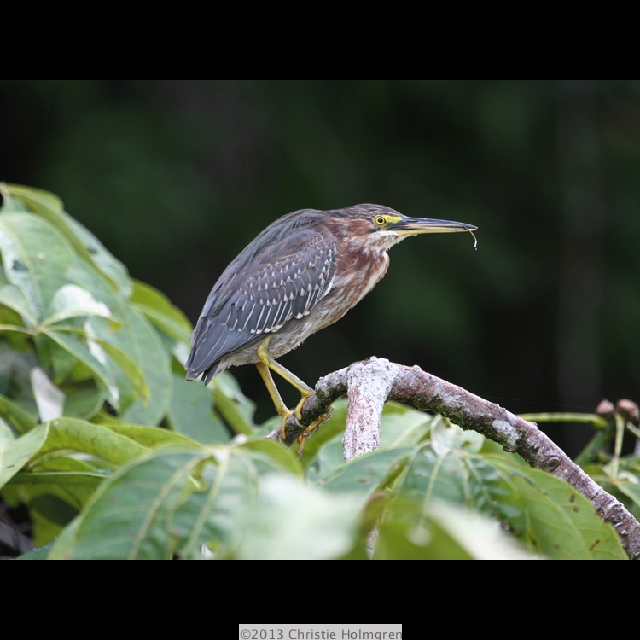 Green<br/>Heron 3
