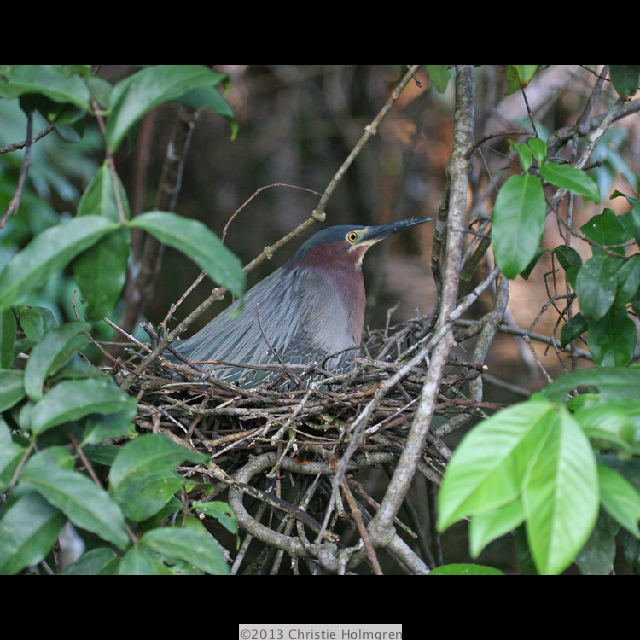 Green<br/>Heron 6