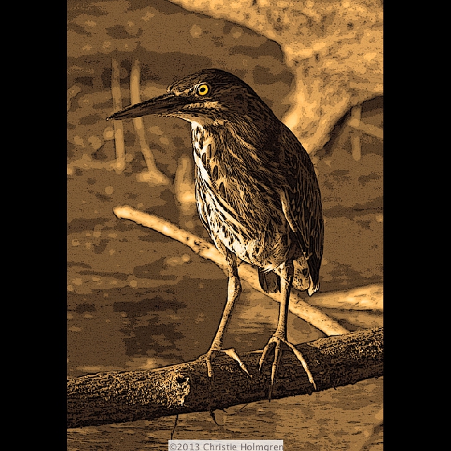 Green<br/>Heron 1<br/>Sepia