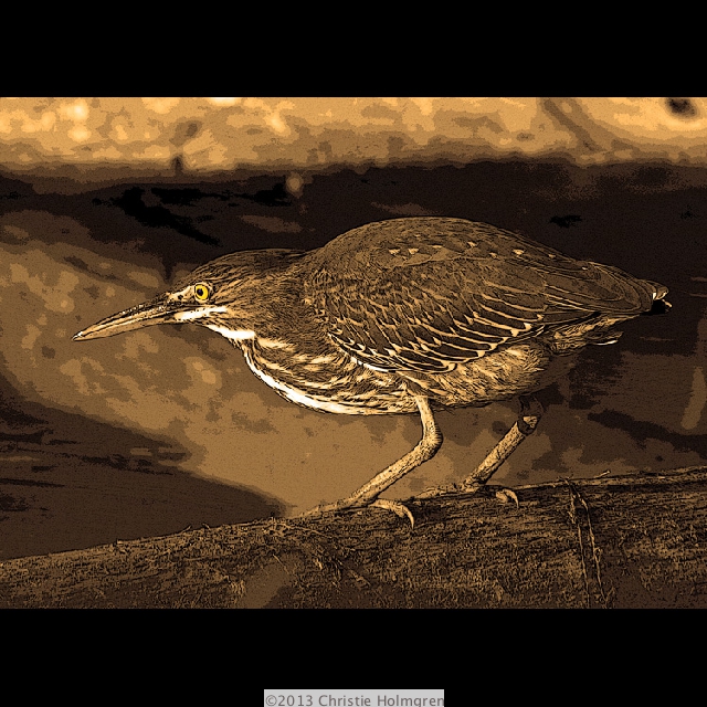 Green<br/>Heron 2<br/>Sepia