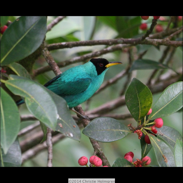 Male<br/>Green<br/>Honeycreeper