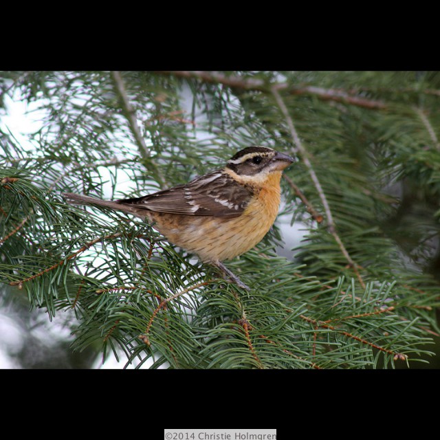 Female Black<br/>Headed <br/>Grosbeak