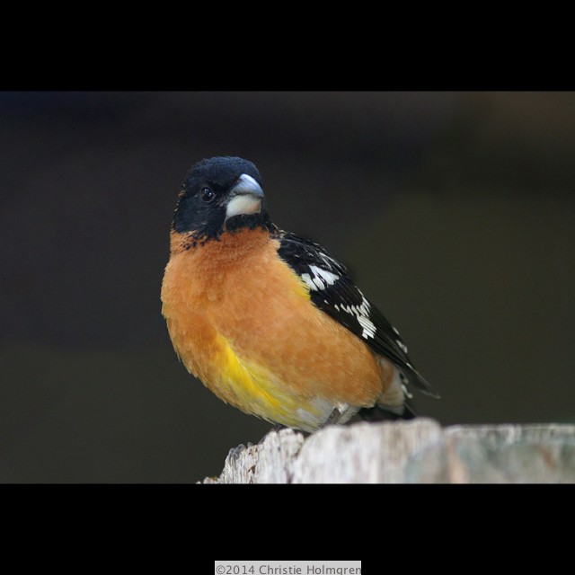 Male Black<br/>Headed<br/>Grosbeak