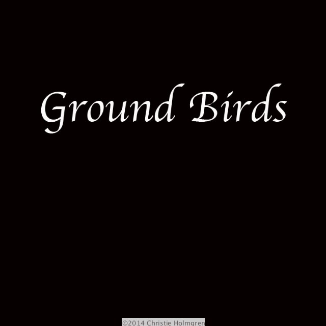 Ground<br/>Birds