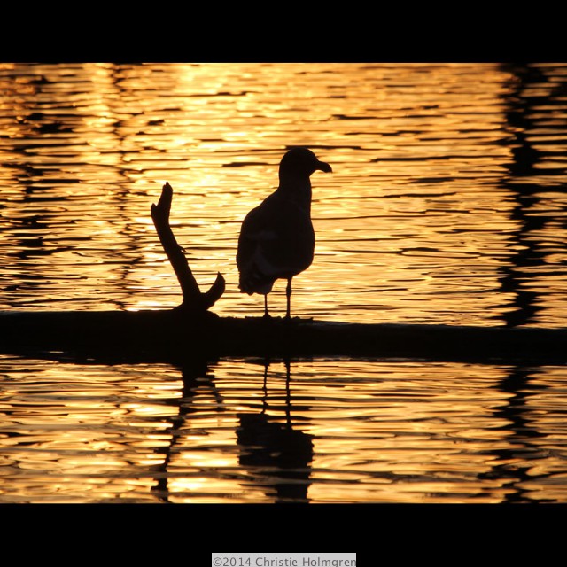 Gull
