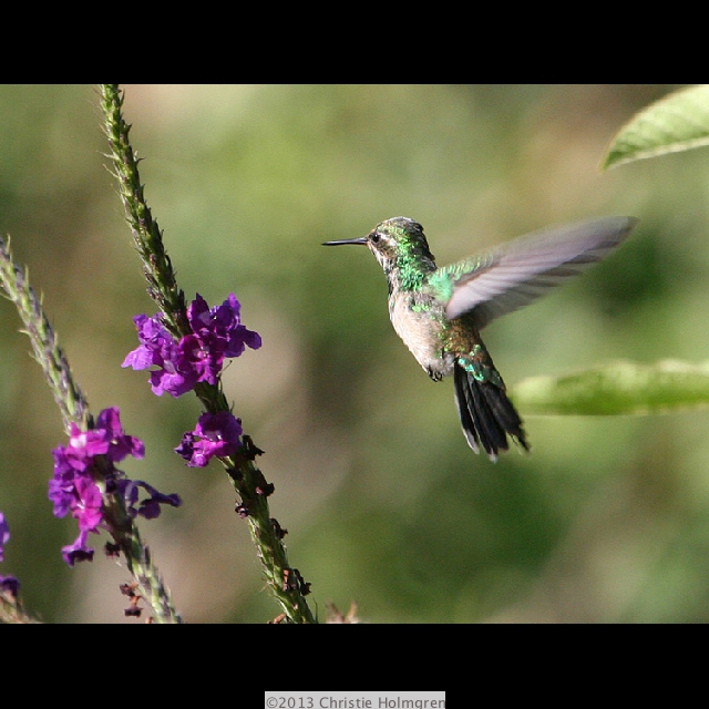 Hummingbird 4
