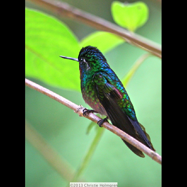 Hummingbird<br/>5