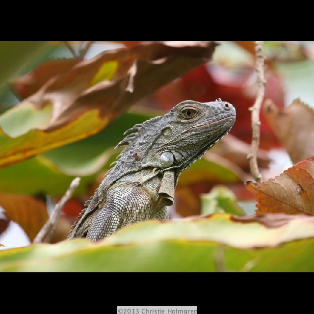 Iguana 1
