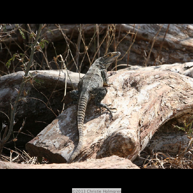 Iguana 3
