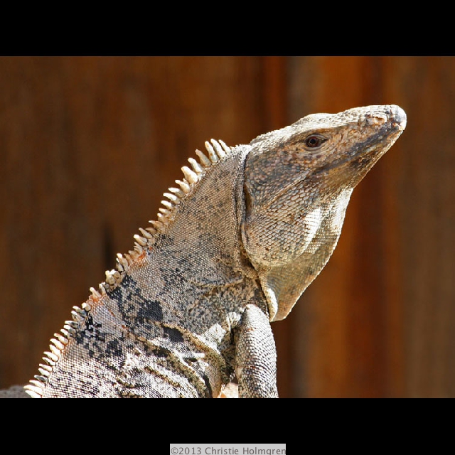 Iguana 4