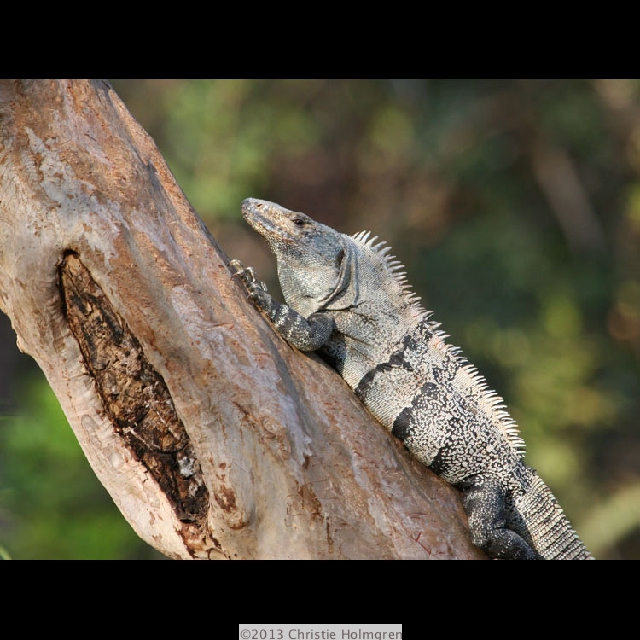 Iguana 5