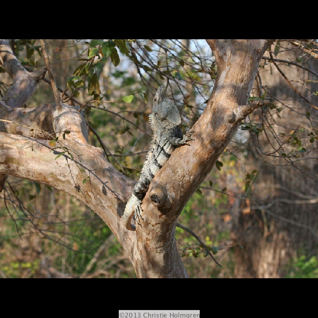 Iguana 6