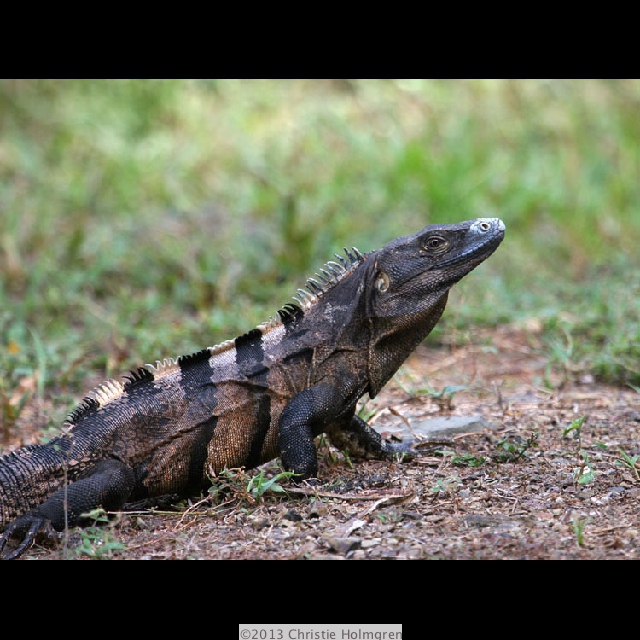 Iguana 8