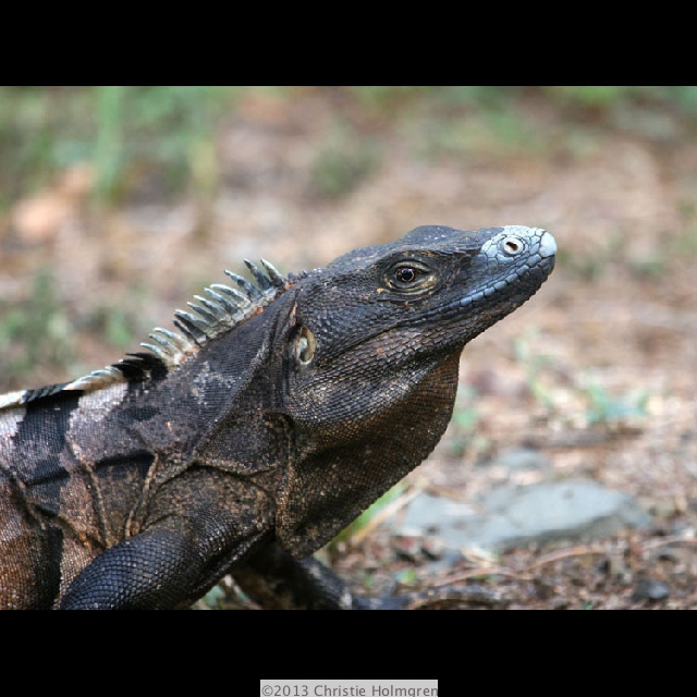 Iguana 9