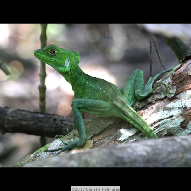 Jesus<br/>Christ<br/>Lizard 1