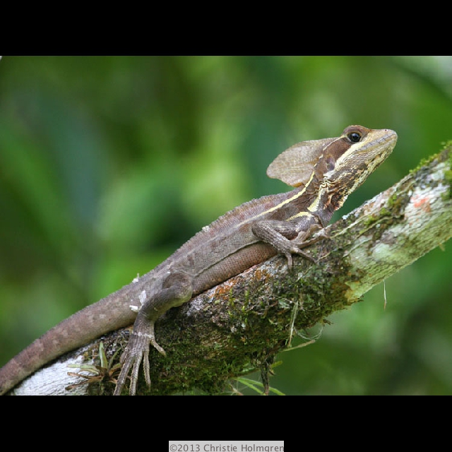 Jesus<br/>Christ<br/>Lizard 2