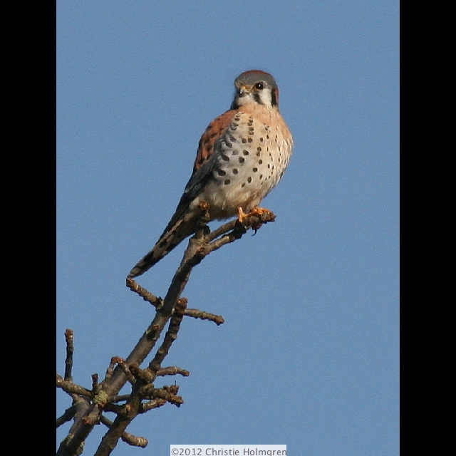 Kestrel