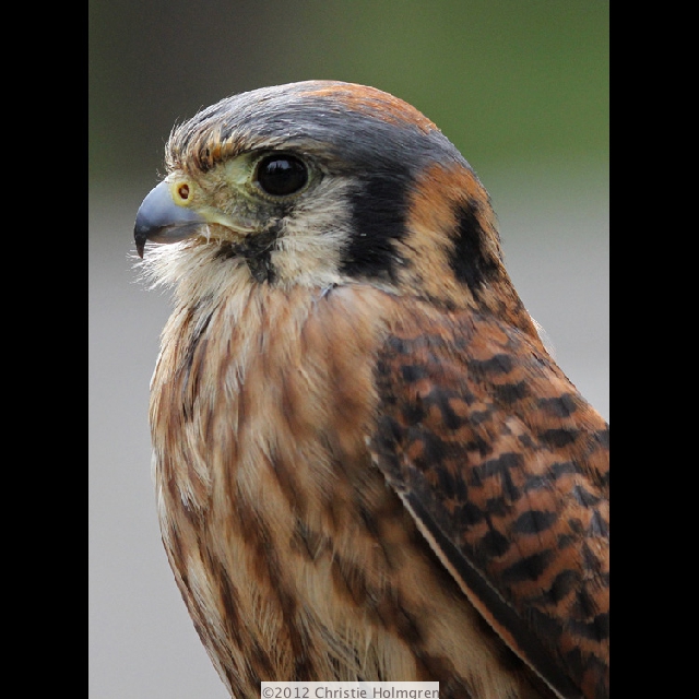 Kestrel 3