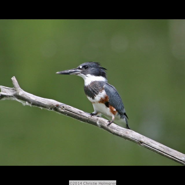 Belted<br/>Kingfisher 1