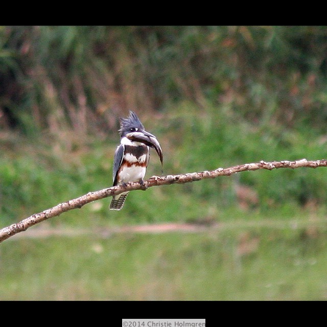 Belted<br/>Kingfisher 2
