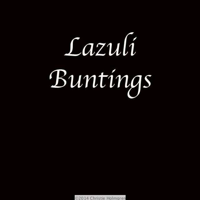 Lazuli<br/>Buntings