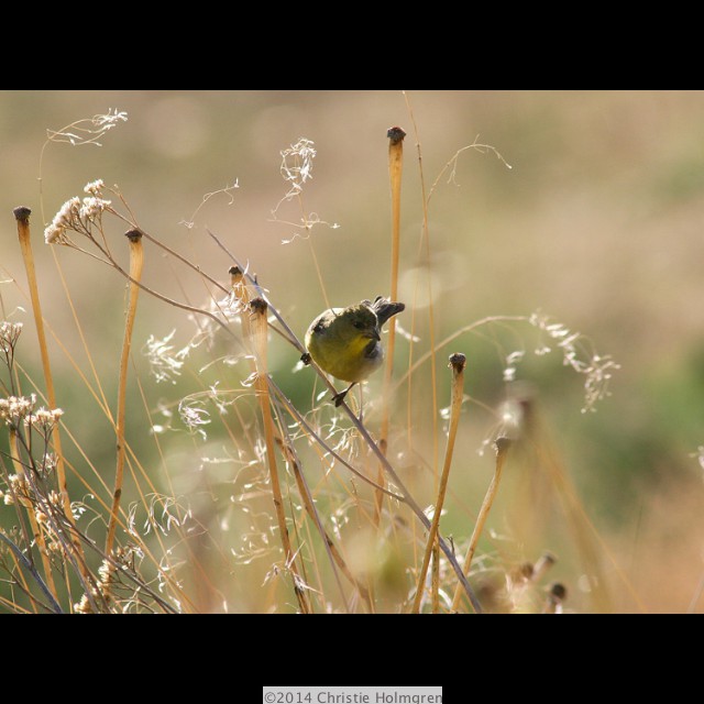 lLesser<br/>Goldfinch