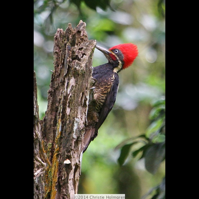 Lineated<br/>Wood<br/>Pecker