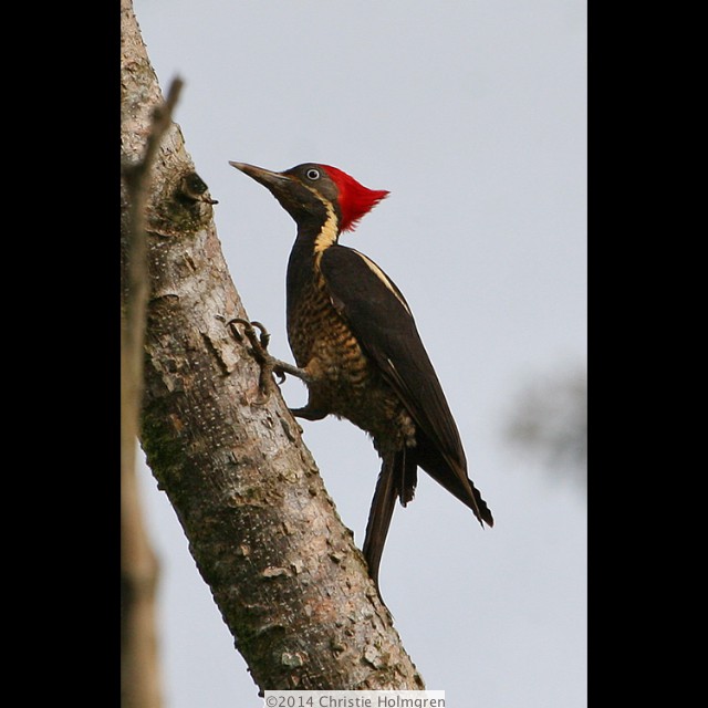 Lineated<br/>Wood<br/>Pecker 2