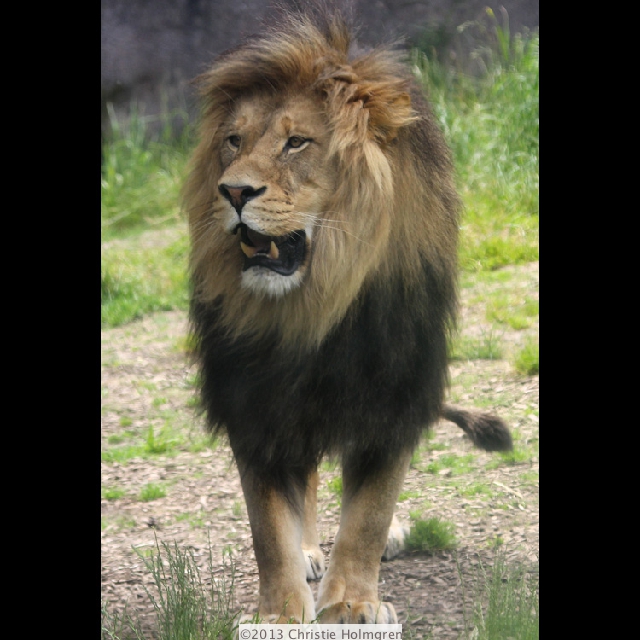 Lion 1