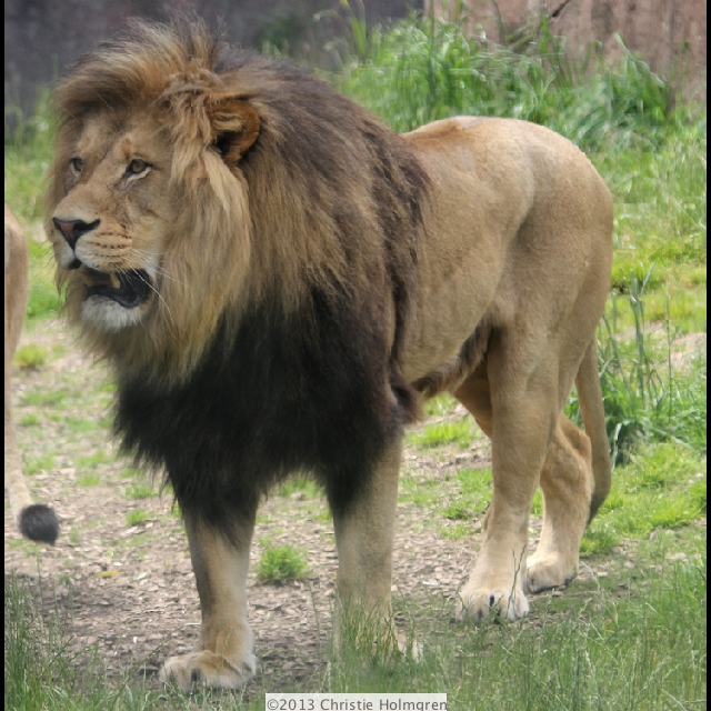 Lion 2