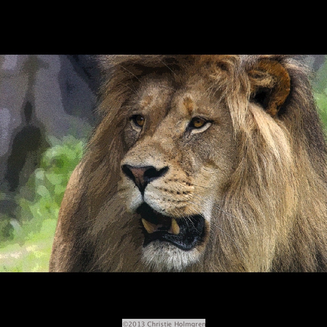 Lion 3