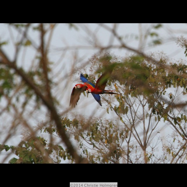 Scarlet<br/>Macaws