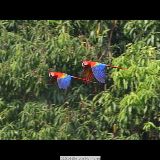 Scarlet<br/>Macaws 2
