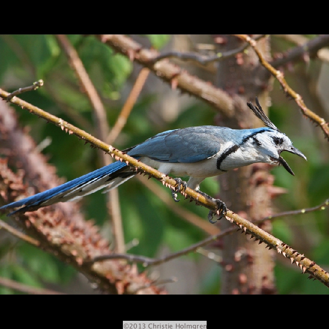 Magpie<br/>Jay
