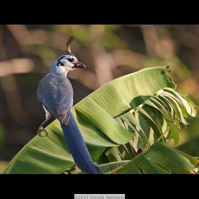 Magpie<br/>Jay 2