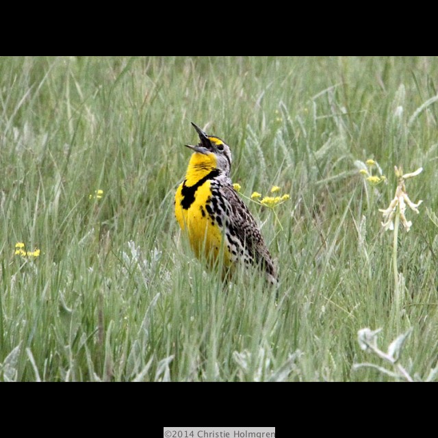 Western<br/>Meadowlark