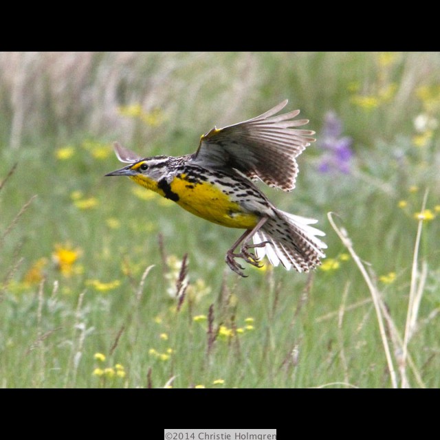 Western<br/>Meadowlark 2