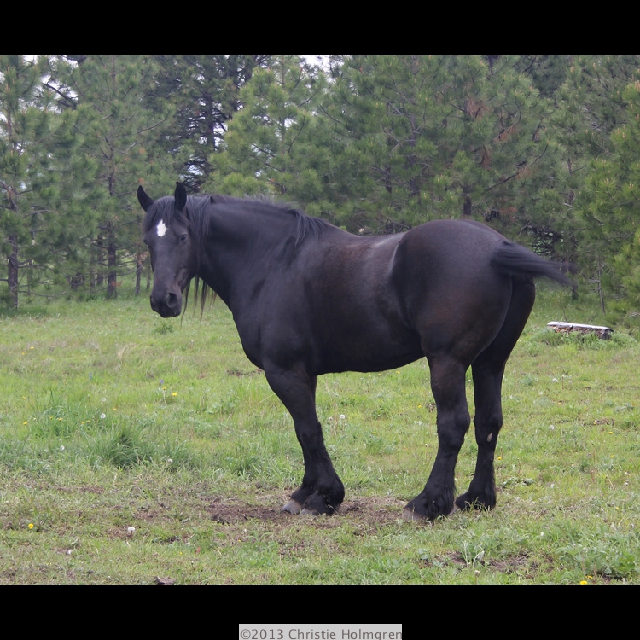 Morgan<br/>Horse